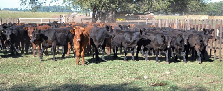 ‘Ciclo Completo en Ganadería’ es la próxima convocatoria de las charlas en la Rural nuevejuliense
