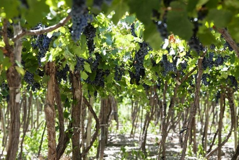 Uva de mesa: una golosina natural y saludable de producción nacional
