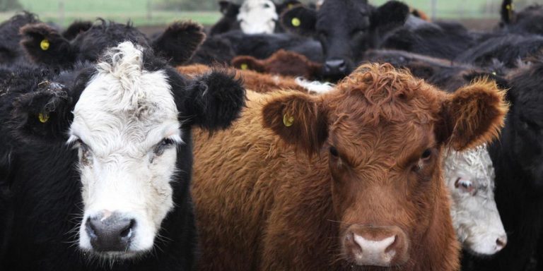Brucelosis bovina: por qué cumplir con la determinación obligatoria de estatus