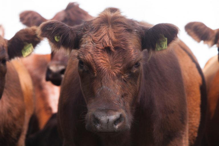 Actualización del sistema de vigilancia y notificación de enfermedades animales