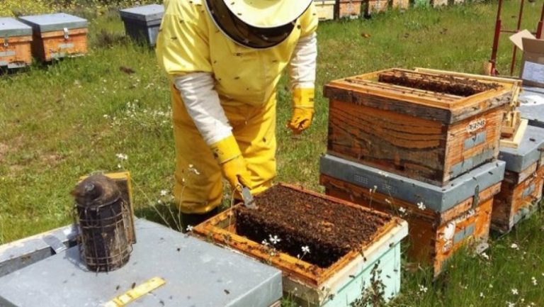 El Ministerio de Desarrollo Agrario impulsa el financiamiento y capacitación de jóvenes apicultores