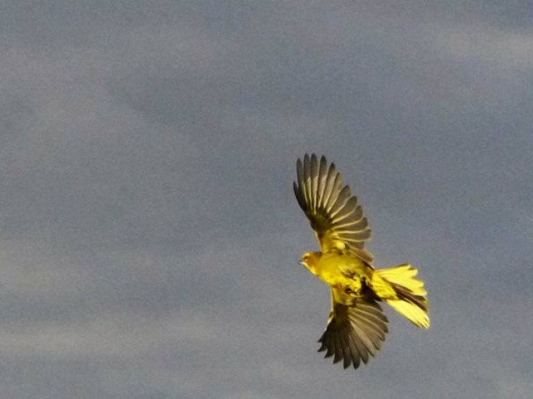 Se reinsertaron 19 cardenales amarillos rescatados de un tráfico ilegal