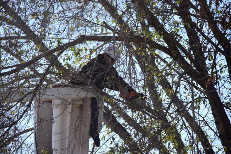 El lunes 3 de mayo comienza la campaña de poda 2021