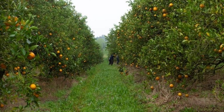 Naranjas y mandarinas: a sacarle el jugo a las frutas de estación durante el invierno