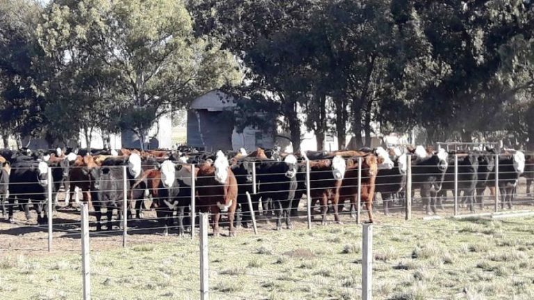 La provincia lanzó el Plan Oficial de Prevención de Enfermedades Venéreas en Bovinos 2021