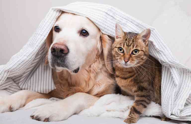 COVID y animales: una incógnita permanente