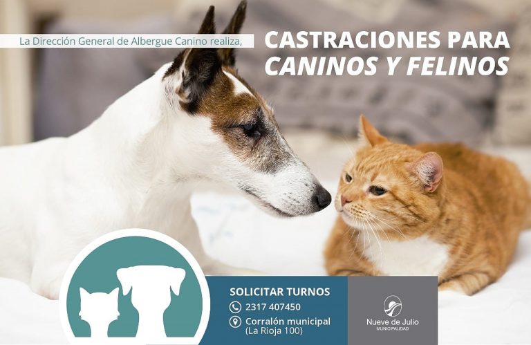 No cesan las castraciones de mascotas