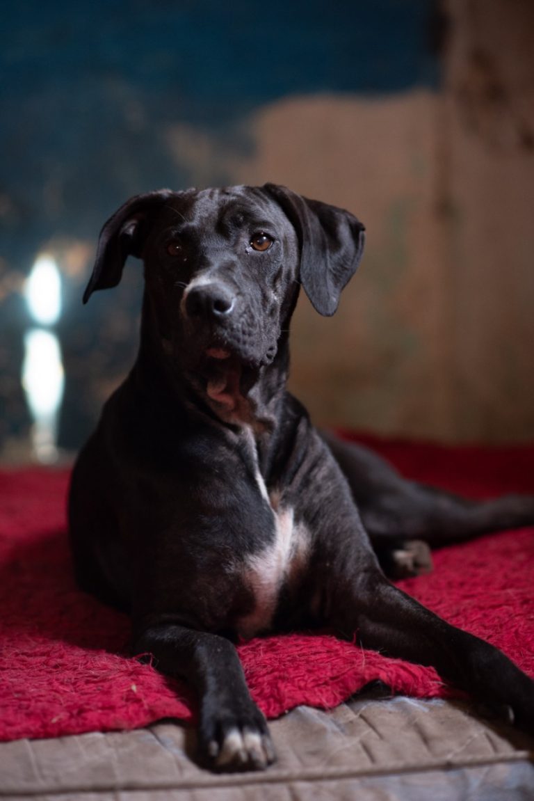 Tenencia responsable y censar a las mascotas del distrito piden quienes cuidan perros