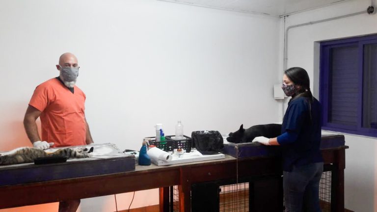 Más de 12 castraciones diarias se hicieron desde el Albergue Canino