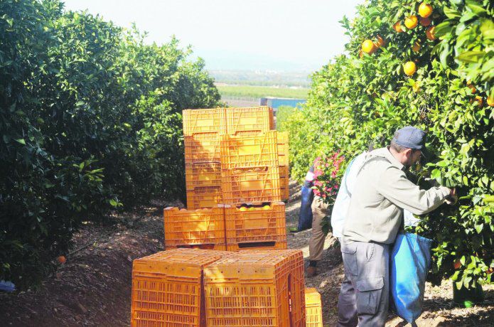 Se conoce un plan que protege a los trabajadores rurales “golondrinas”