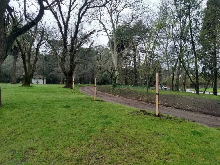 Se renuevan árboles en el paseo del parque San Martín