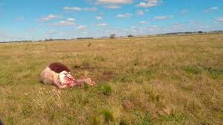 Vecino de zona rural expresa su impotecia, indignación y bronca desde cuenta de Facebook