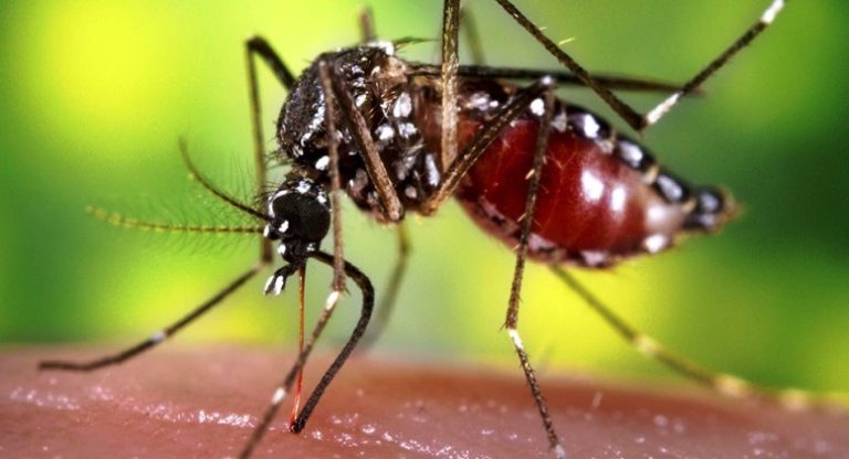 Medidas para evitar el dengue