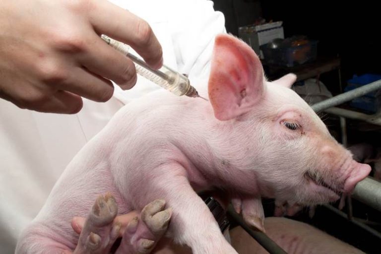 El Senasa declara alerta sanitaria en todo el país por el virus de Peste Porcina Africana