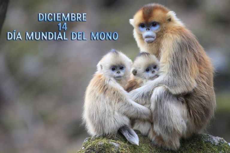 Día Mundial del Mono