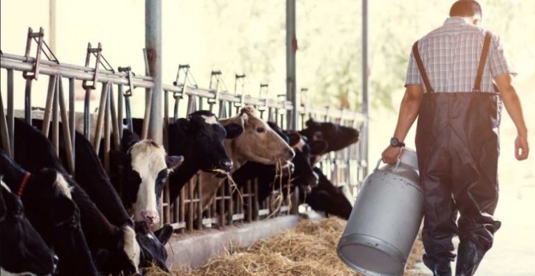 Importante línea de financiamiento para productores lecheros