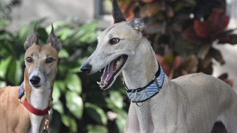 Día Mundial del Galgo