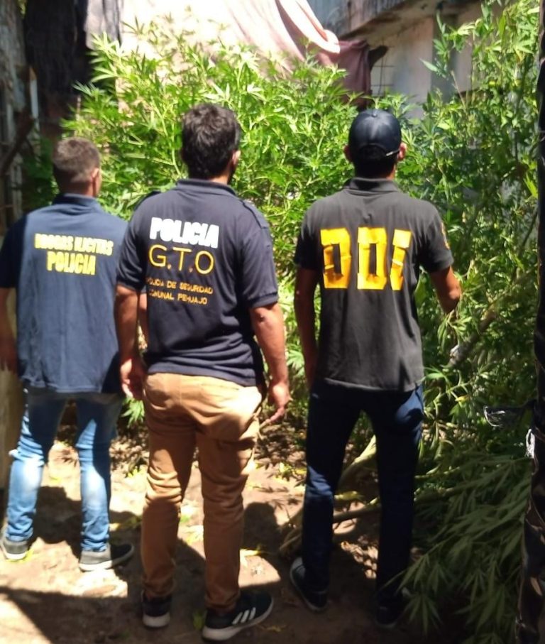 Secuentran marihuana y un arma en un allanamiento en Pehuajó