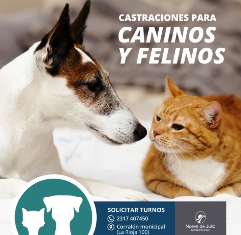 Castraciones de caninos y felinos