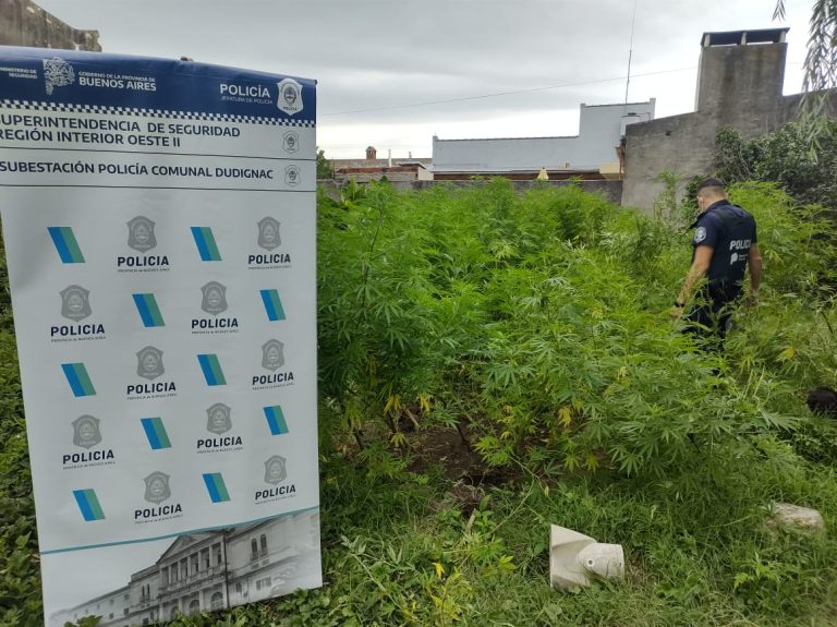 Dudignac: Secuestran plantas de marihuana