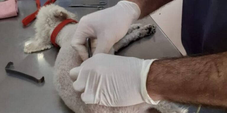 El Frente de Todos pide informes del Albergue Canino por las prácticas de castraciones