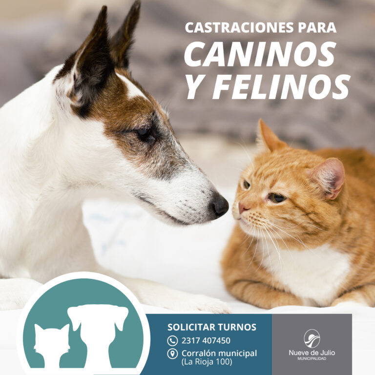 Castraciones gratuitas para perros y gatos