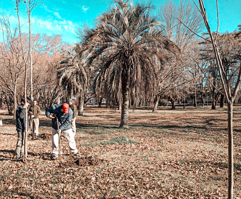 Se reponen arboles en el parque San Martín de Nueve de Julio