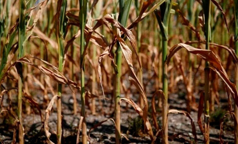 Diputado de la Coalición Cívica solicitó que se declare la ‘Emergencia Agropecuaria por Sequía’ y el acompañamiento del Estado.