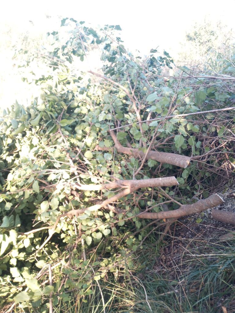 Información sobre extracción de árboles