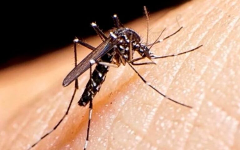 La ANMAT aprobó el kit nacional para diagnosticar dengue