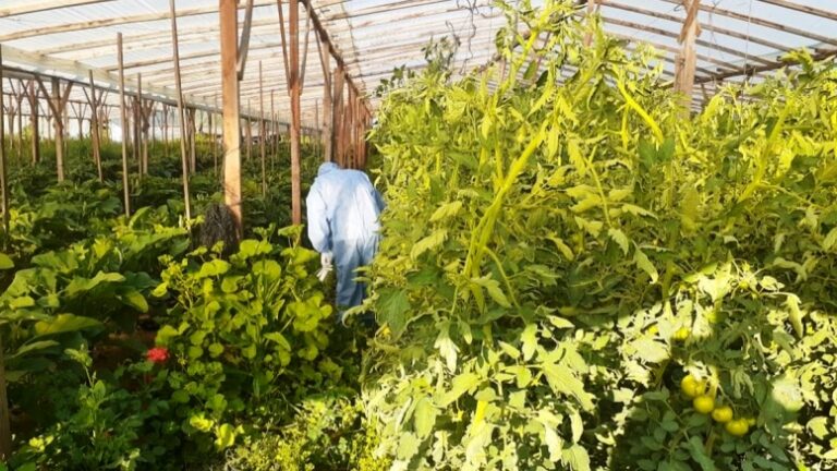 Senasa: controles en la provincia por el “Virus Rugoso del Tomate”