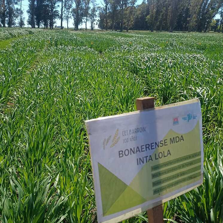 Desarrollo Agrario inscribió dos nuevas variedades de avena en el INASE