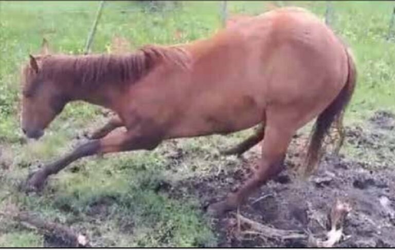 La Encefalitis Viral Equina es provocada por la picadura de un mosquito