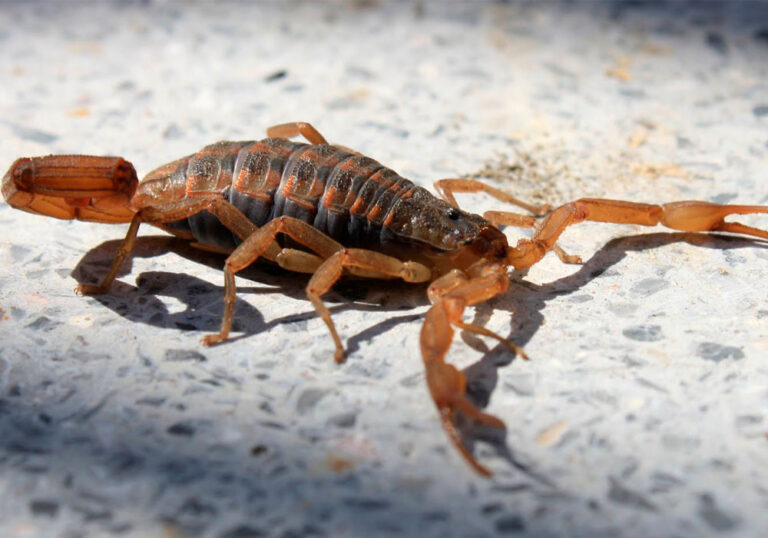 Se alerta de alacranes por las altas temperaturas