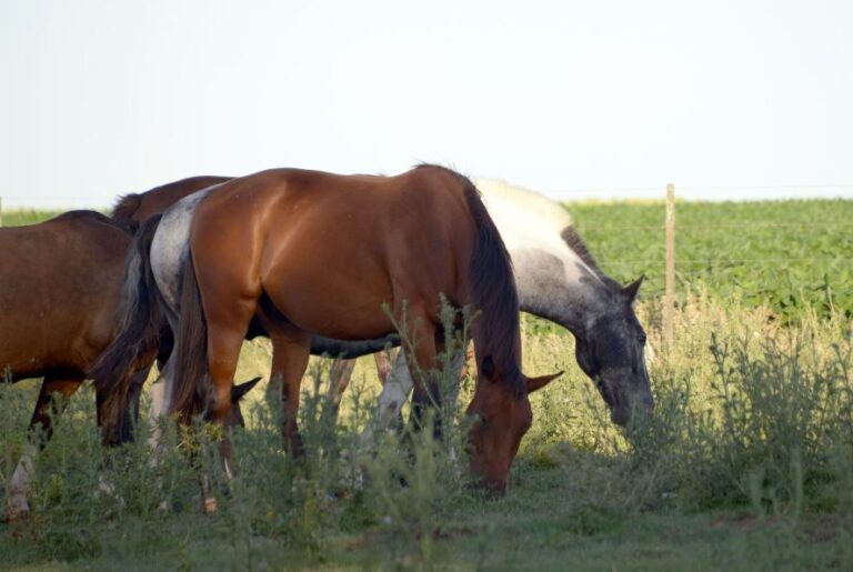 Aprobaron 80 mil dosis de la vacuna contra la encefalomielitis equina