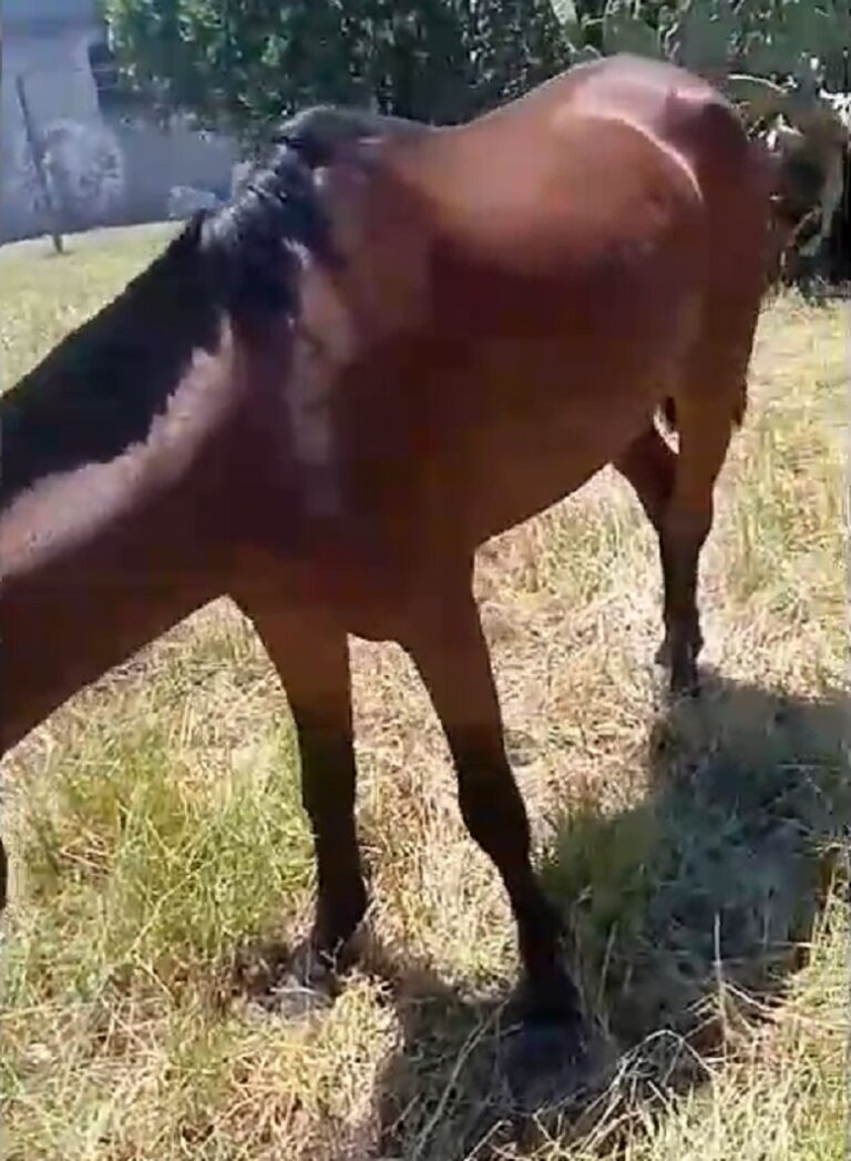 Criadores de caballos que representan a organizaciones ecuestres marchan frente al Senasa