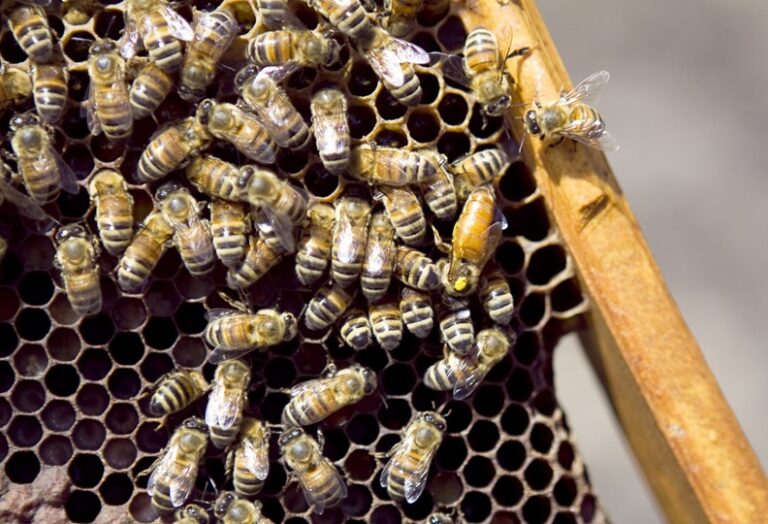 Medidas sanitarias para prevenir el ingreso del pequeño escarabajo de las colmenas