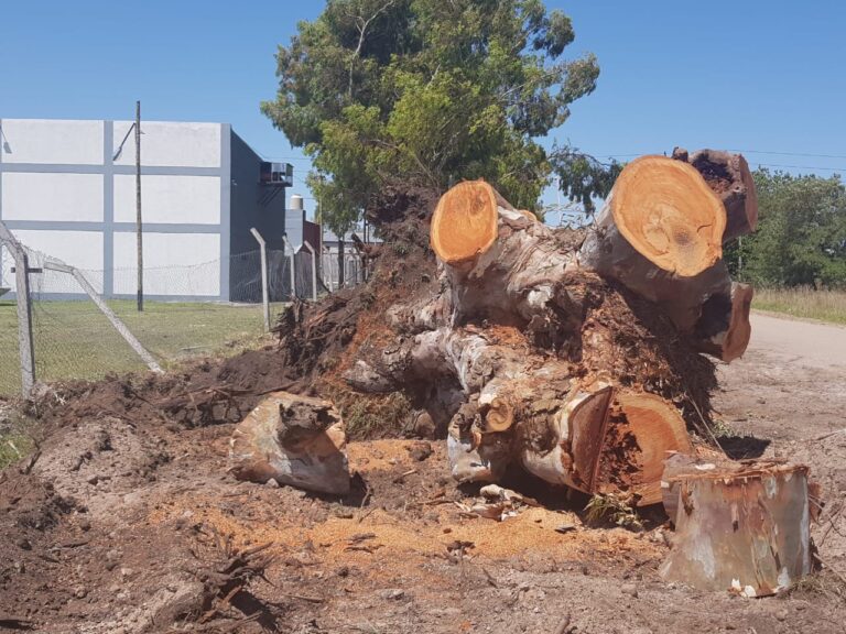 Proceso para la extracción de árboles de aceras en el distrito