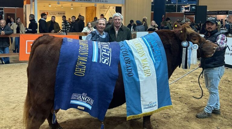Gran triunfo para Gustavo Mato y la Cabaña La Rubeta en la Expo Angus de Otoño 2024