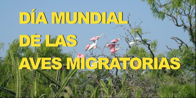 Día Mundial de las Aves Migratorias