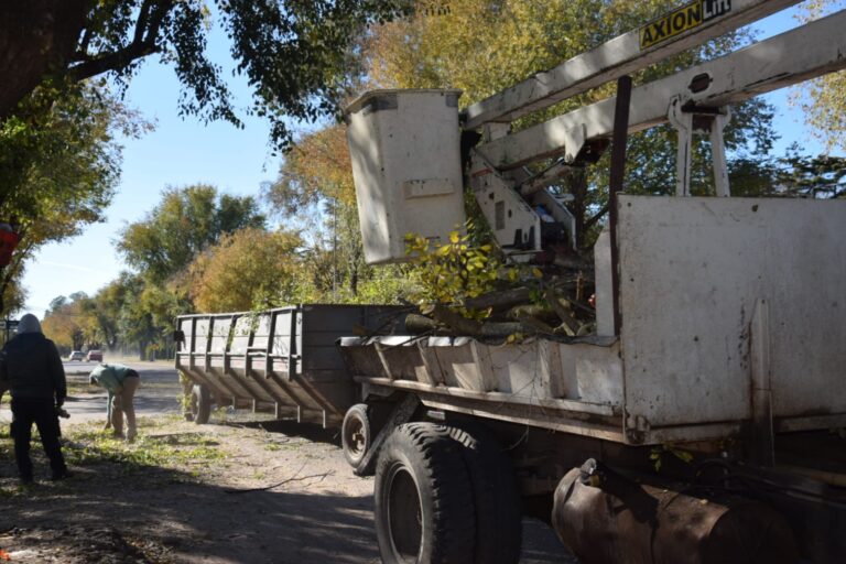 Continúa la campaña de poda en todo el distrito