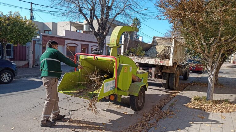 La poda de la arboleda pública continua con su cronograma