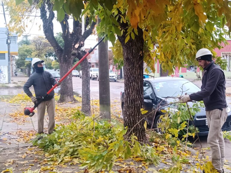 Se inicia la campaña de poda y se brindan recomendaciones importantes