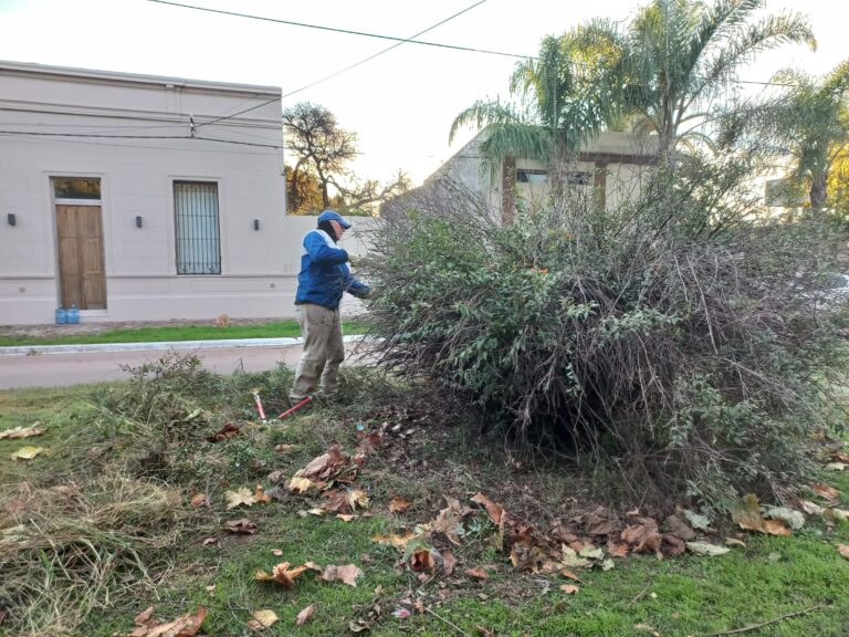 Se mejora French con trabajos de poda y renovación urbana