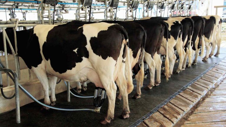 Leche: mejora la producción en la Cuenca Oeste bonaerense y piden recomposición de precios