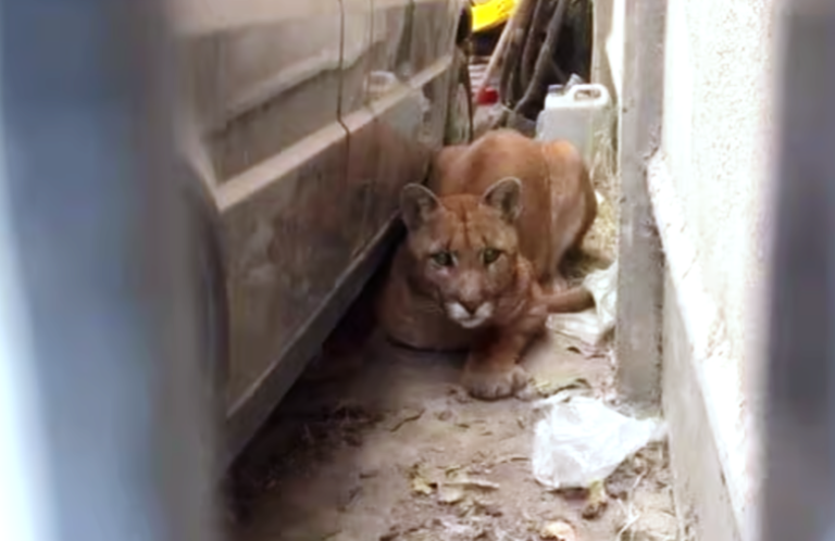 Fue por papas al garaje de su casa y se encontró con un puma