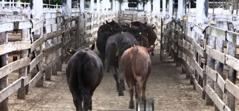 Trazabilidad: CRA propone la identificación individual voluntaria de la hacienda