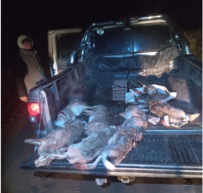 Caza furtiva en cercanías de Dudignac