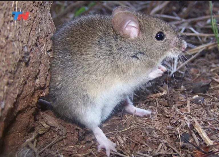 Confirmados tres nuevos casos de Fiebre Hemorrágica Argentina en el norte bonaerense