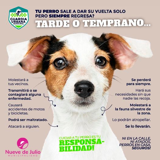 Ni en la calle, ni atados, perros en casa seguros